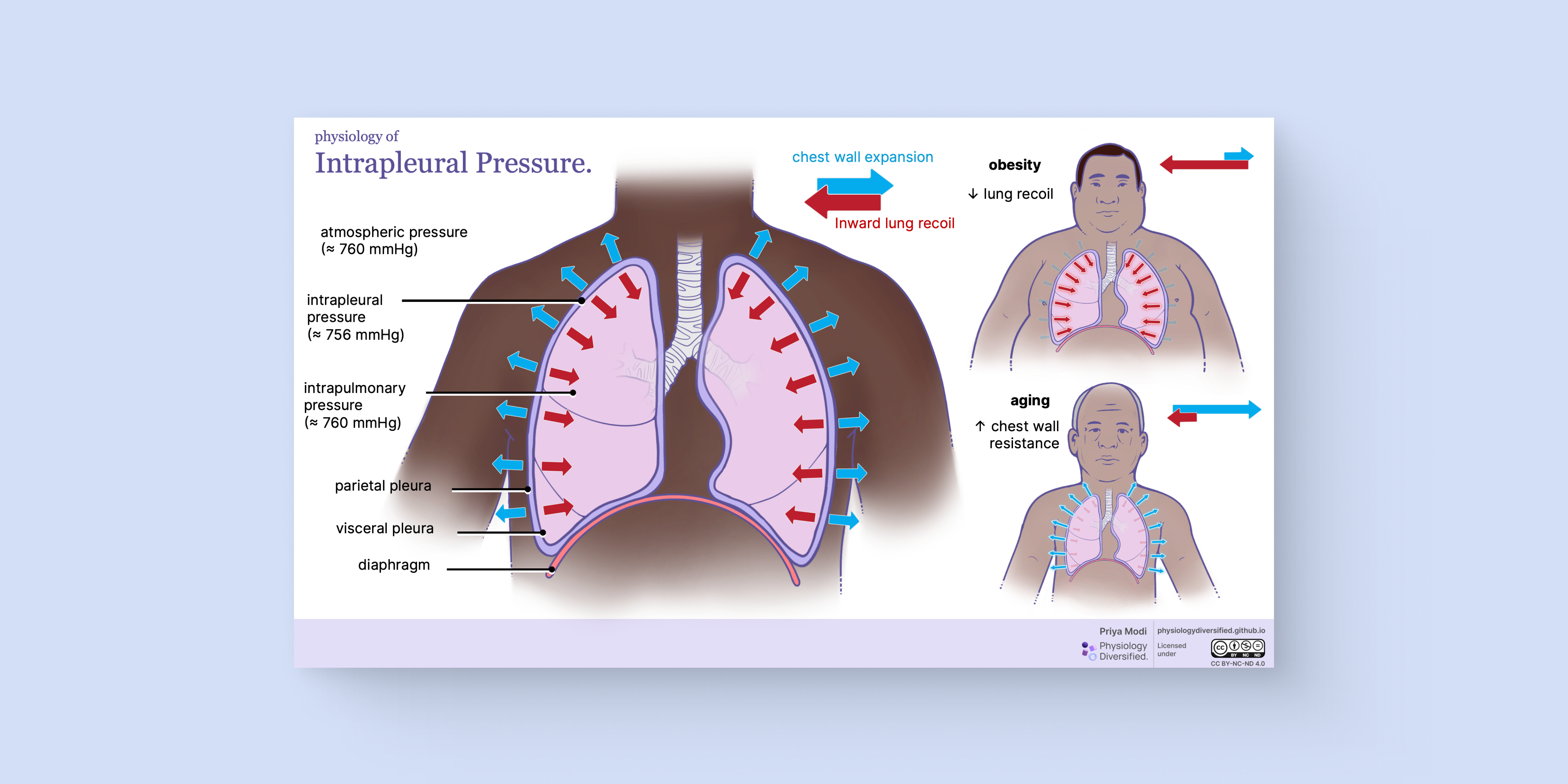 Negative Intrapleural Pressure