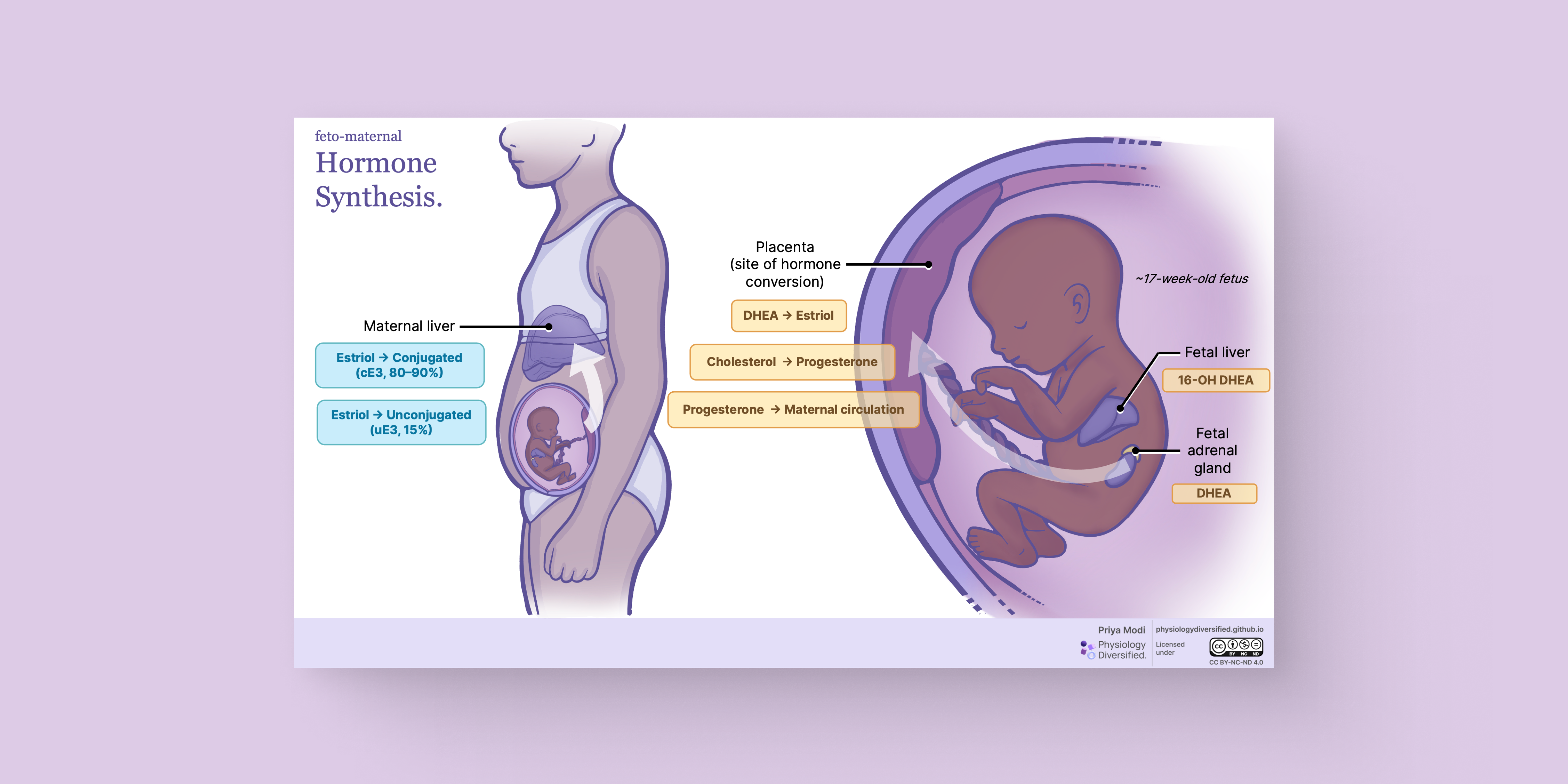 Physiology of Pregnancy
