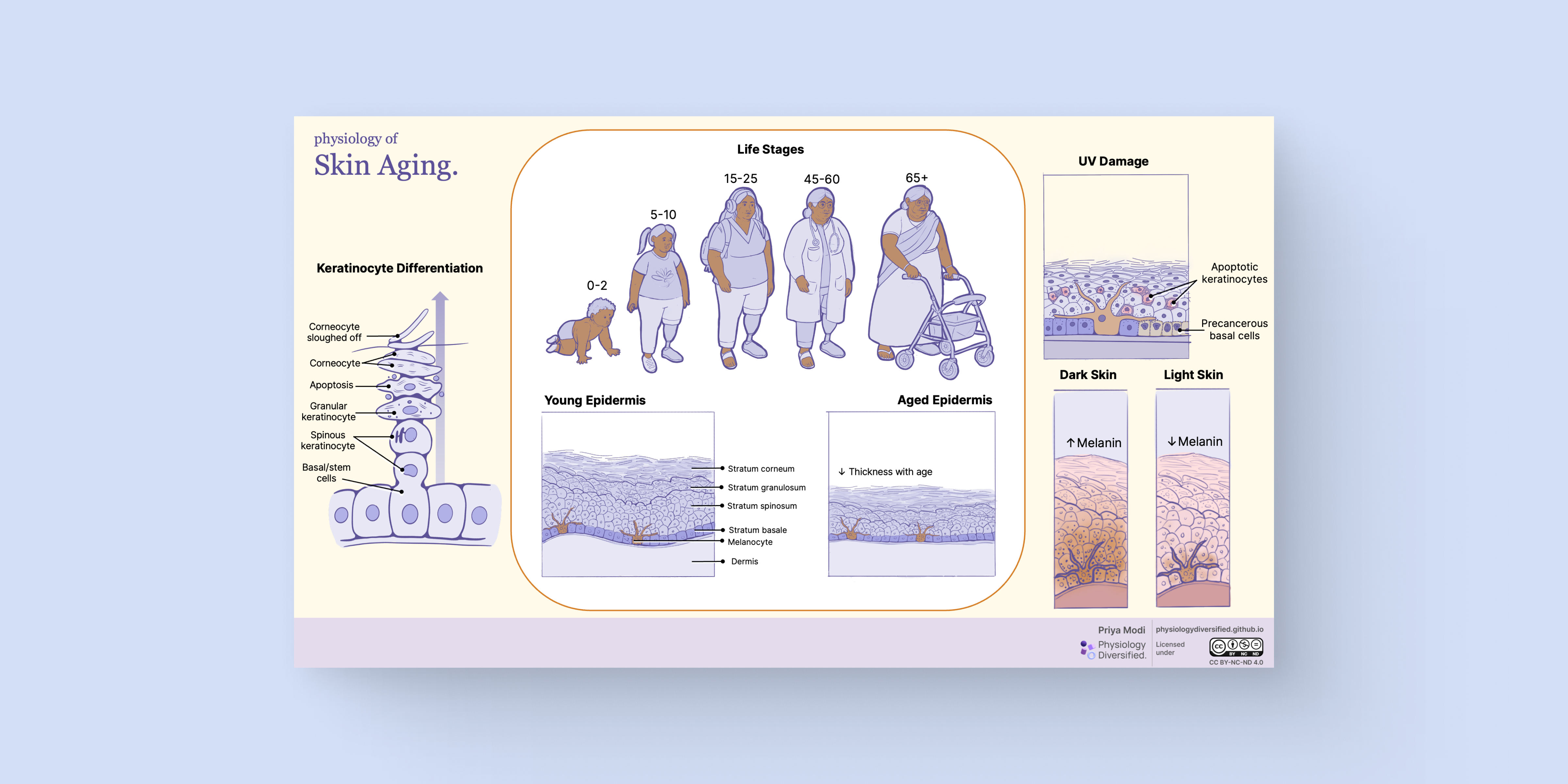 Aging Skin and Cancer