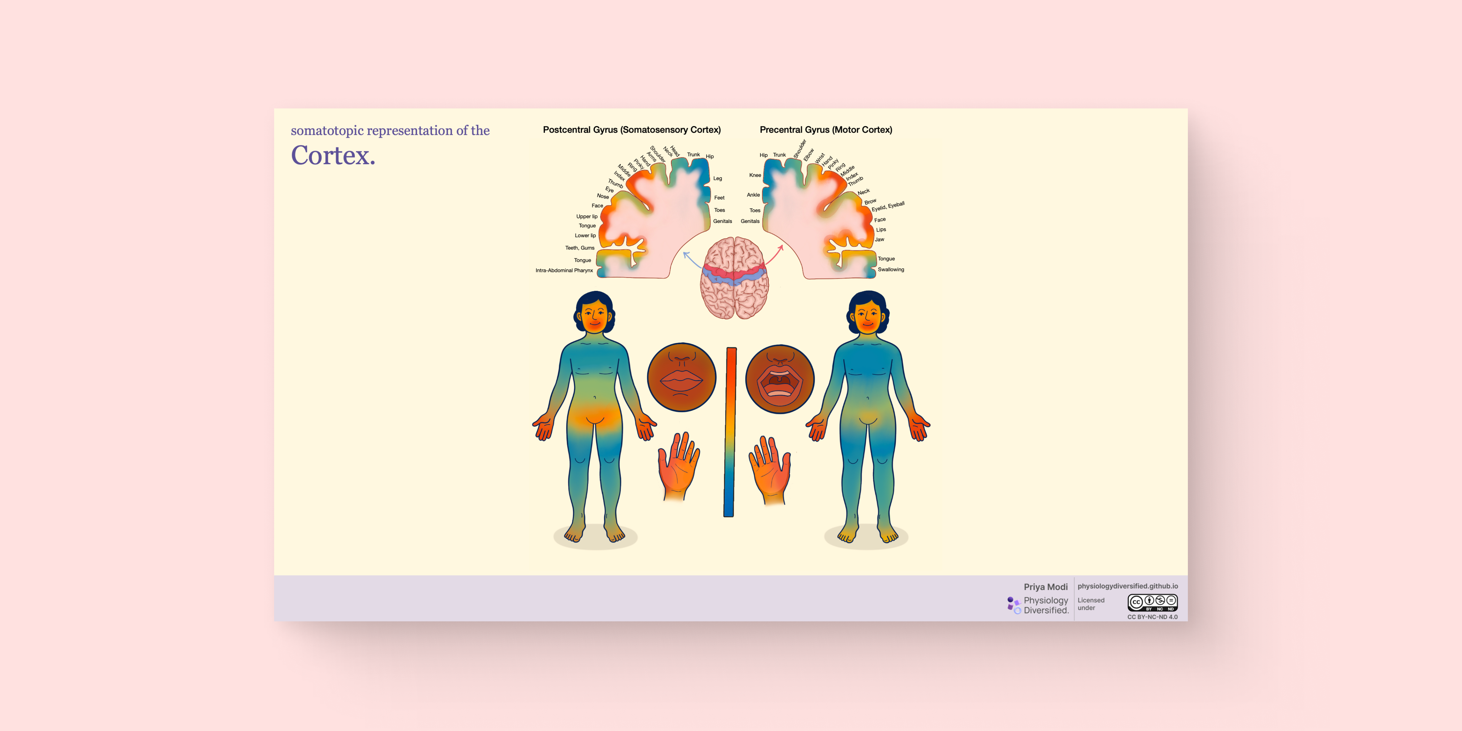 Somatosensory and Motor Cortex